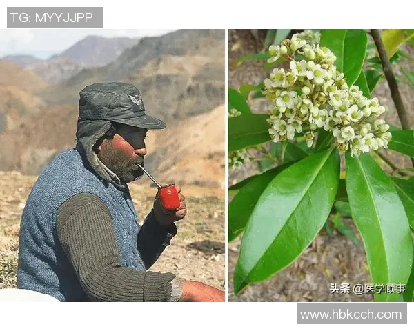 马黛茶的魅力与足球明星的激情交融探讨运动员饮品选择的文化影响 马黛茶的魅力与足球明星的激情交融探讨运动员饮品选择的文化影响