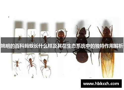 姚明的百科蚂蚁长什么样及其在生态系统中的独特作用解析